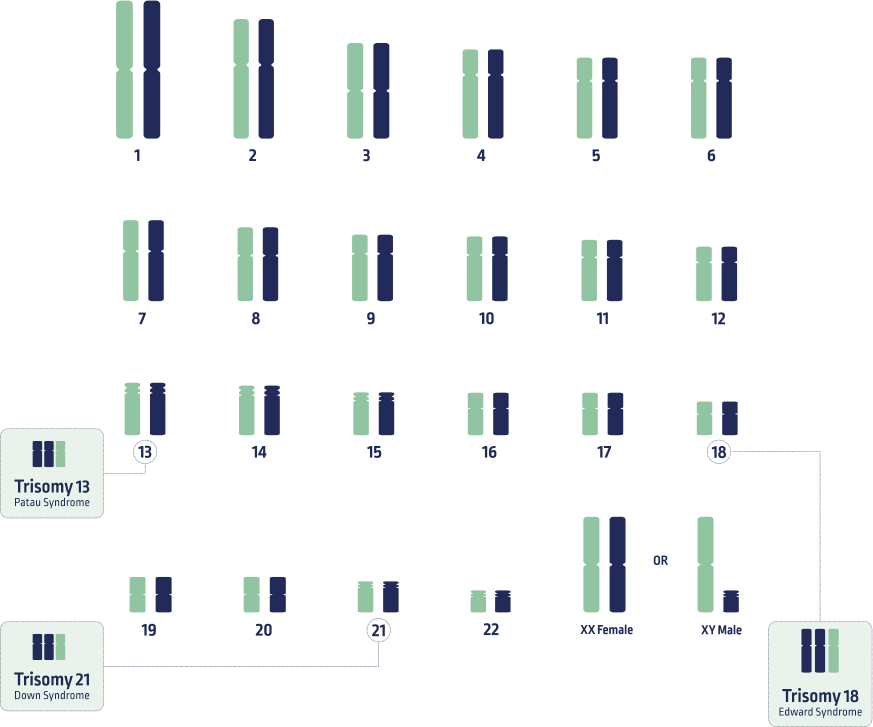 NIPT - Patient - What it screens for-1