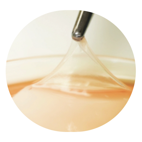 Cryopreserved