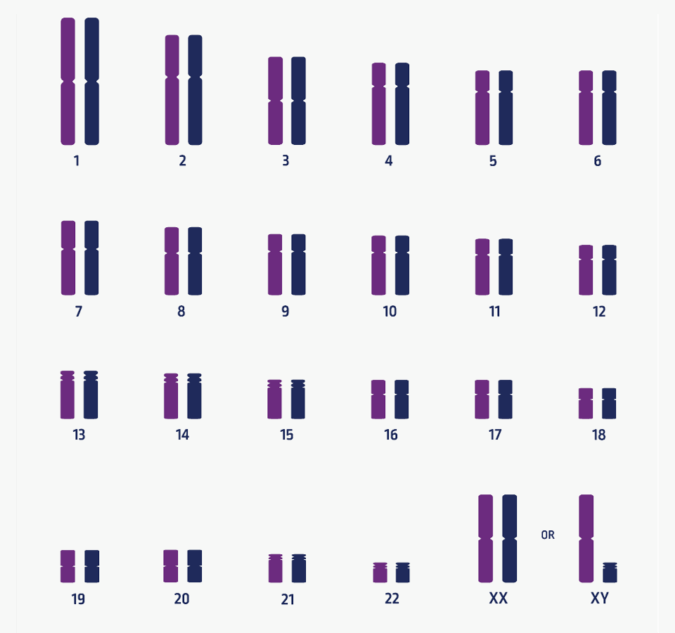 Correct number of chromosomes (euploid)