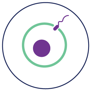 IVF