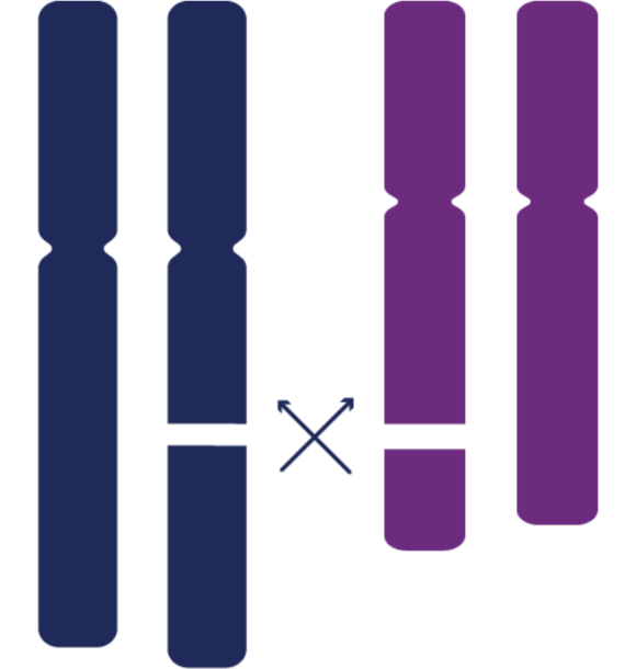 Balanced Chromosomal Arrangement