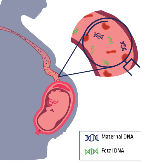 Additional TriScreen NIPT Testing Options