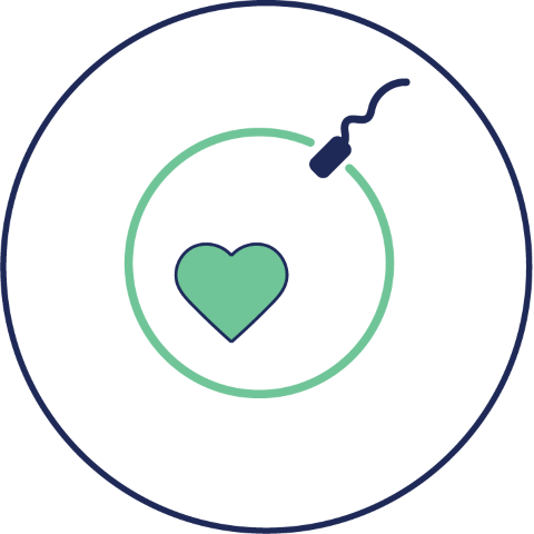 IVF pregnancies